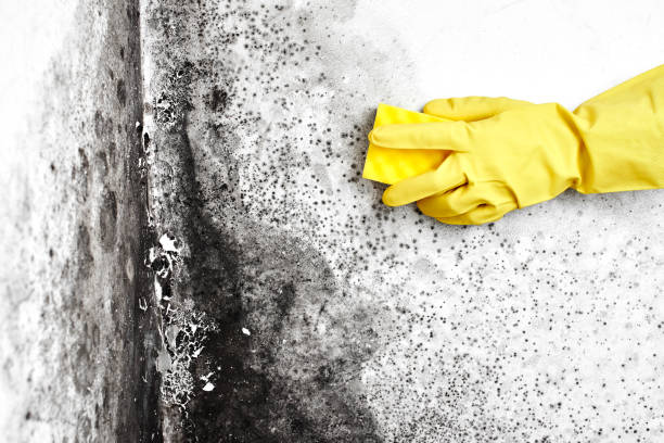 Best Black Mold Removal  in Sauk City, WI