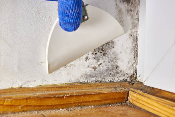 Best Airborne Mold Testing  in Sauk City, WI