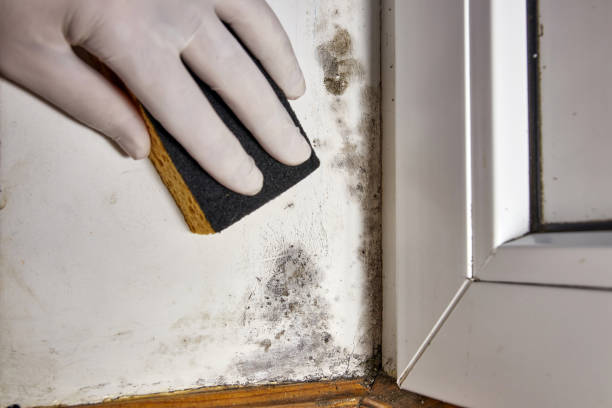 Best Attic Mold Removal  in Sauk City, WI